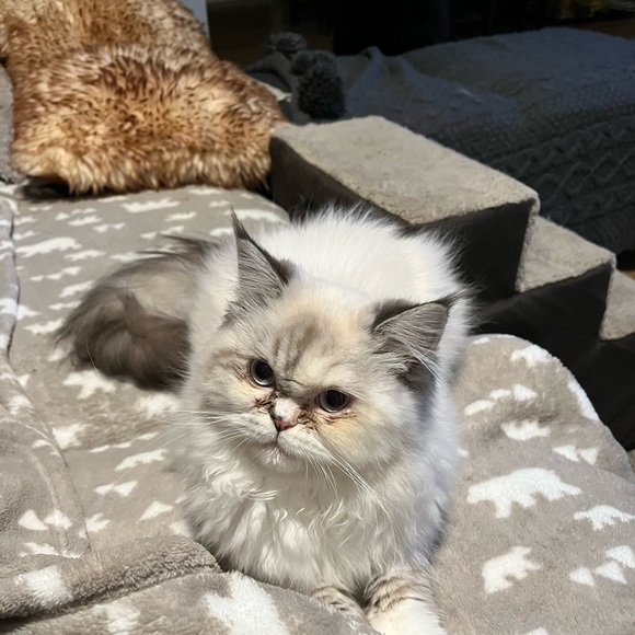 Meet your Posher, Barbara - Picture 1 of 1